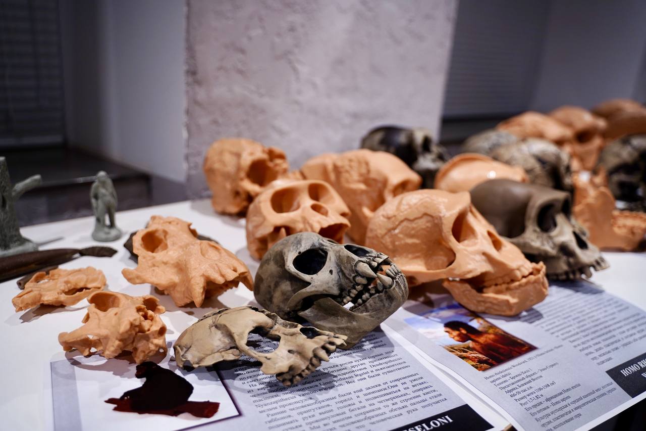 museum skulls